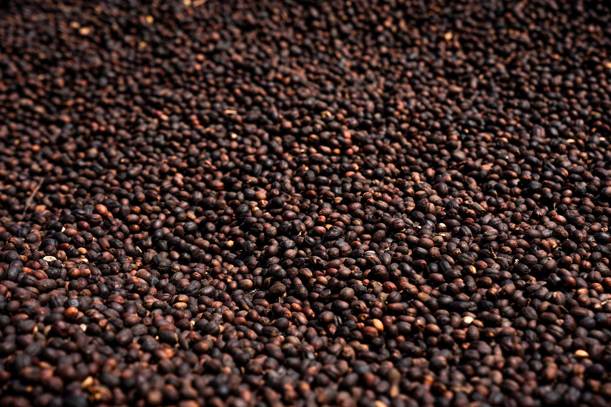 الحياة في محطات غسيل YEET COFFEE في كارونغي