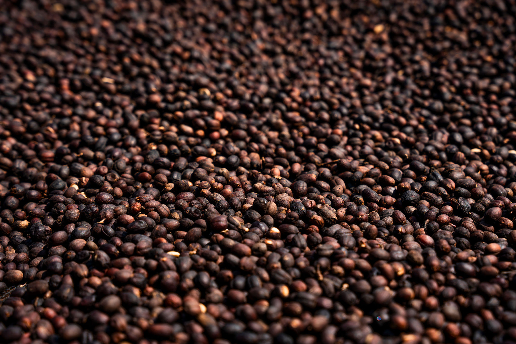 الحياة في محطات غسيل YEET COFFEE في كارونغي