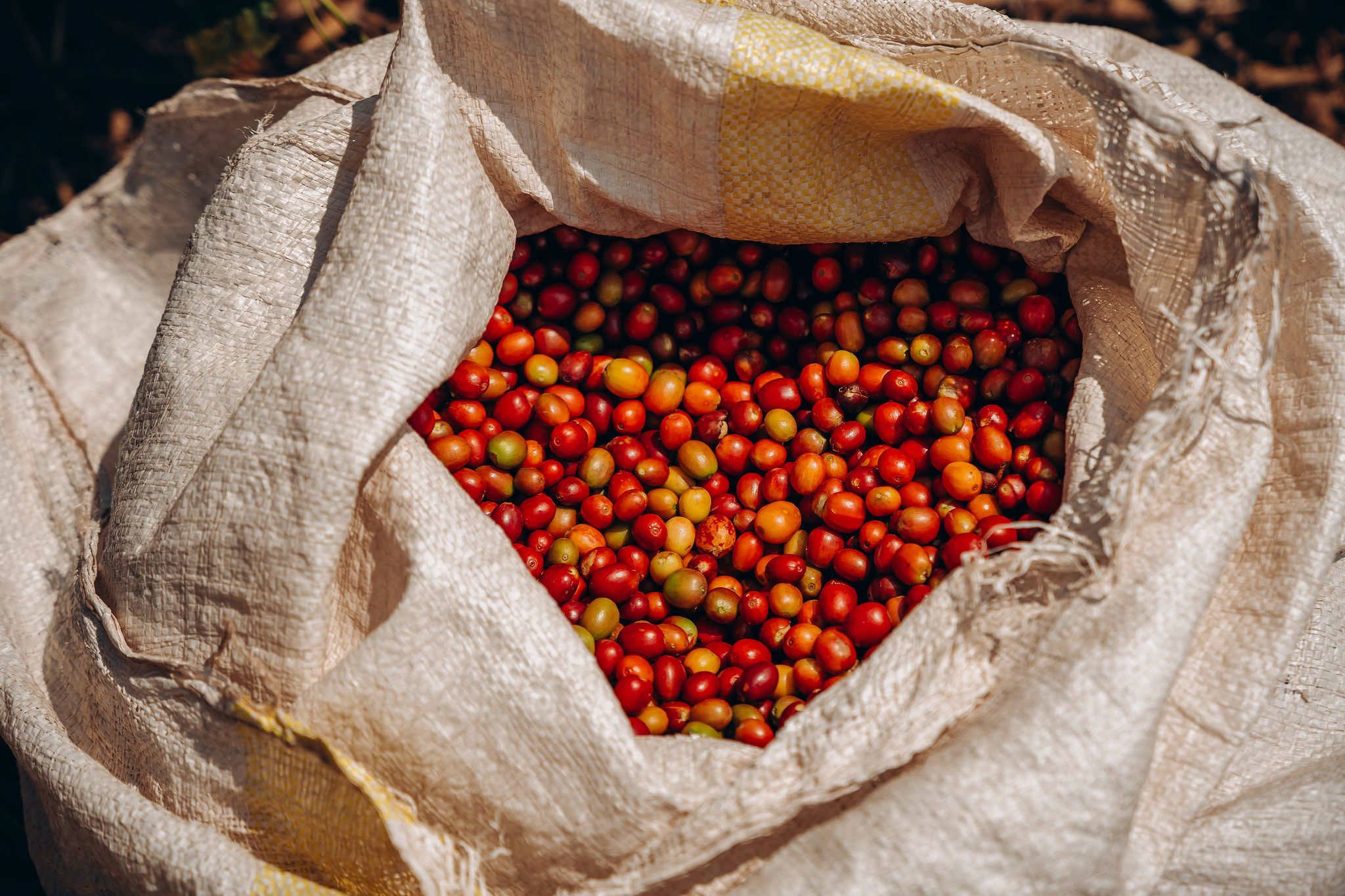 الحياة في محطات غسيل YEET COFFEE في كارونغي