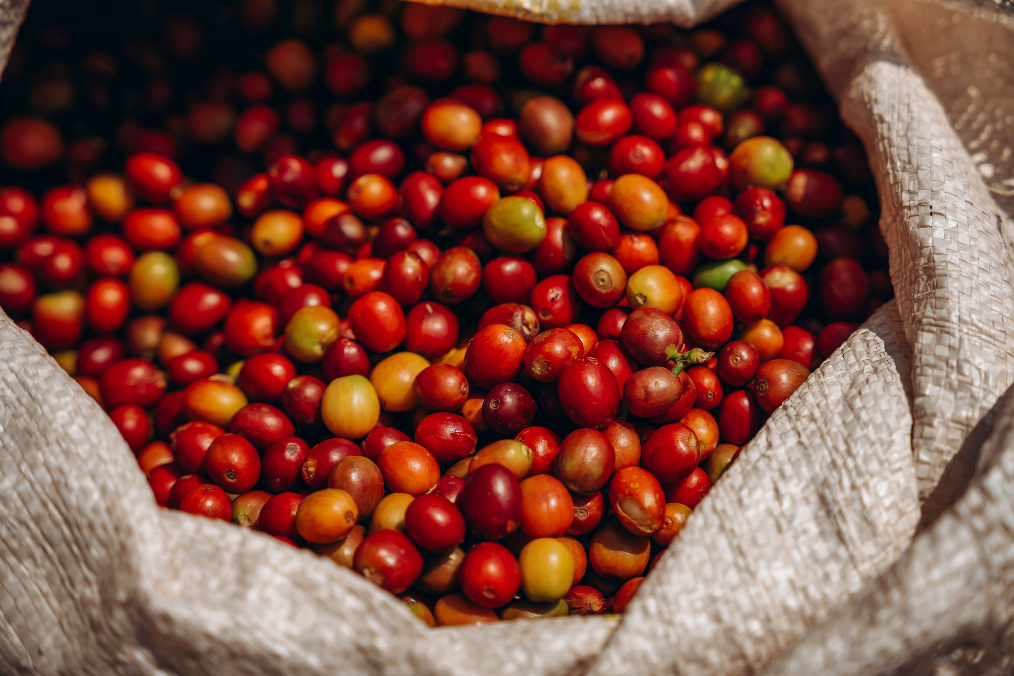 الحياة في محطات غسيل YEET COFFEE في كارونغي